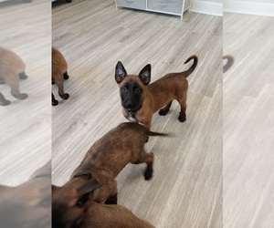 Belgian Malinois Puppy for sale in ACWORTH, NH, USA