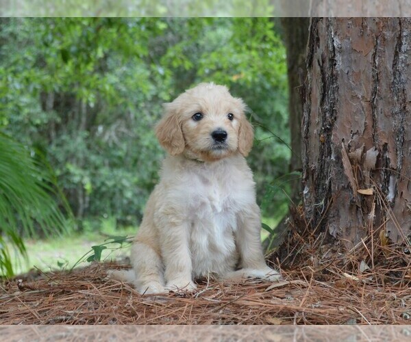 Medium Photo #6 Goldendoodle Puppy For Sale in BERLIN, NJ, USA
