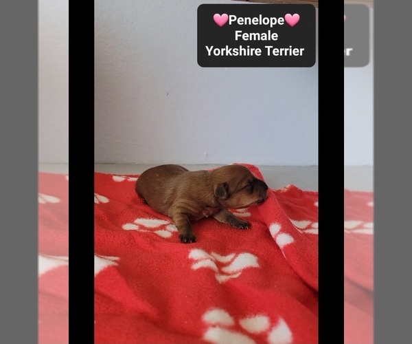 Medium Photo #2 Yorkshire Terrier Puppy For Sale in TUCSON, AZ, USA