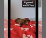 Small #1 Yorkshire Terrier