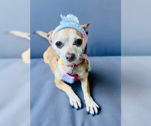 Chihuahua-Unknown Mix Dogs for adoption in San Diego, CA, USA
