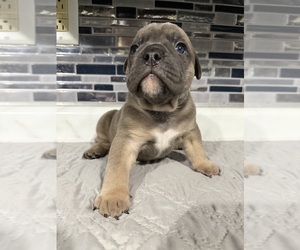Bulldog Puppy for Sale in CAMBRIDGE, Ohio USA