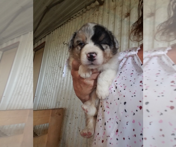 Medium Photo #1 Australian Shepherd Puppy For Sale in MONONA, IA, USA