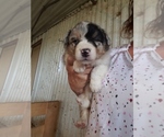 Small Photo #1 Australian Shepherd Puppy For Sale in MONONA, IA, USA