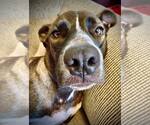 Small #9 Mountain Cur Mix