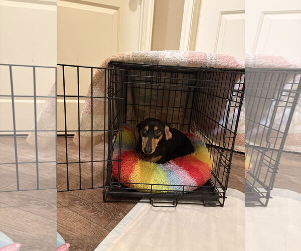 Medium Photo #3 Dachshund Puppy For Sale in Rosenberg, TX, USA