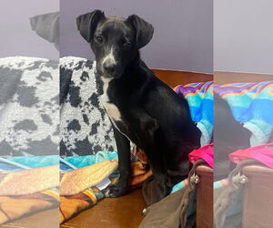 Mutt Dogs for adoption in Sparta, TN, USA