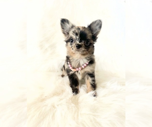 Medium Photo #7 Chihuahua Puppy For Sale in SACRAMENTO, CA, USA