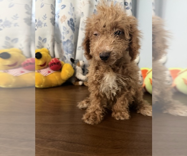Medium Photo #7 Havapoo Puppy For Sale in DURHAM, CT, USA