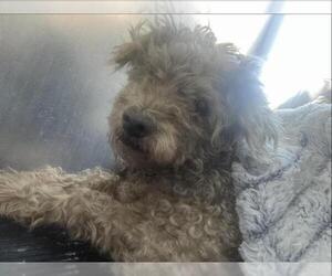 Poodle (Standard) Dogs for adoption in San Antonio, TX, USA