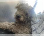 Small Poodle (Standard)