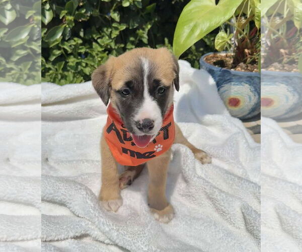Medium Photo #1 Mutt Puppy For Sale in Menifee, CA, USA