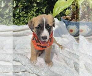 Mutt Dogs for adoption in Menifee, CA, USA
