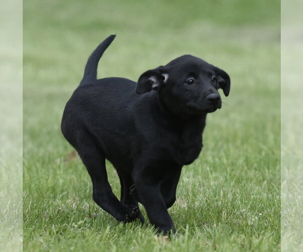 Medium Photo #2 Borador Puppy For Sale in Mechanicsburg, PA, USA