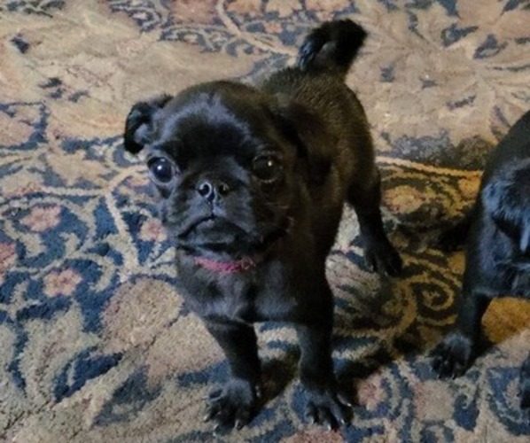Medium Photo #1 Pug Puppy For Sale in HILLSDALE, MI, USA