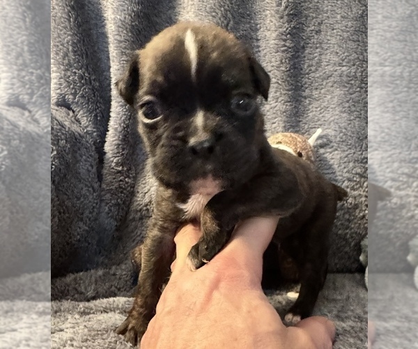 Medium Photo #2 Boxer Puppy For Sale in LANSING, MI, USA