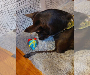 Indigo - Indeed a Good Boy! - Male Mutt Dog for Adoption - Photo #11