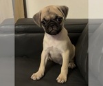 Small #2 Pug