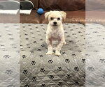 Small #1 Maltese