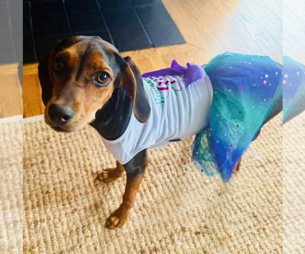 Medium Photo #1 Coonhound-Unknown Mix Puppy For Sale in Germantown, OH, USA