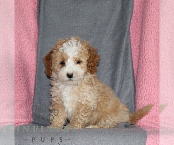 Medium Photo #4 Poodle (Miniature) Puppy For Sale in KIRKWOOD, PA, USA