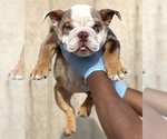 Small Photo #2 English Bulldog Puppy For Sale in BALTIMORE, MD, USA