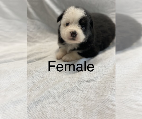 Medium Photo #10 Miniature Australian Shepherd Puppy For Sale in HOULKA, MS, USA