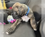 Small #3 Boxer