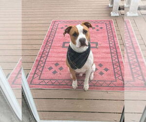 American Bulldog Dogs for adoption in Rockville, MD, USA