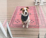 Small American Bulldog