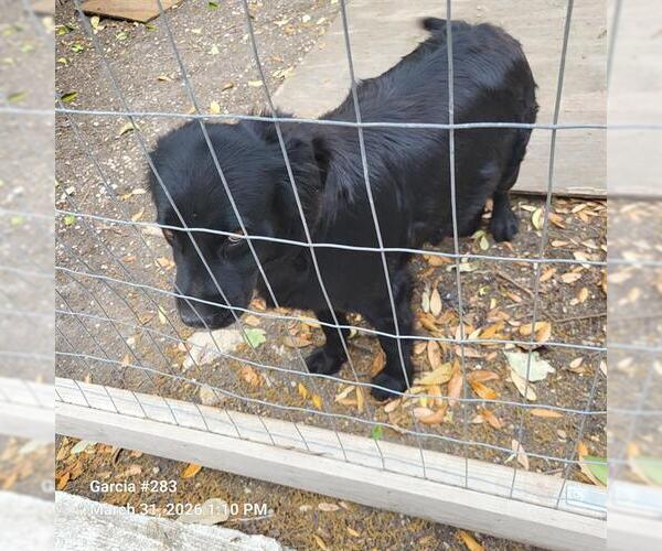 Medium Photo #1 Labrador Retriever-Unknown Mix Puppy For Sale in San Antonio, TX, USA