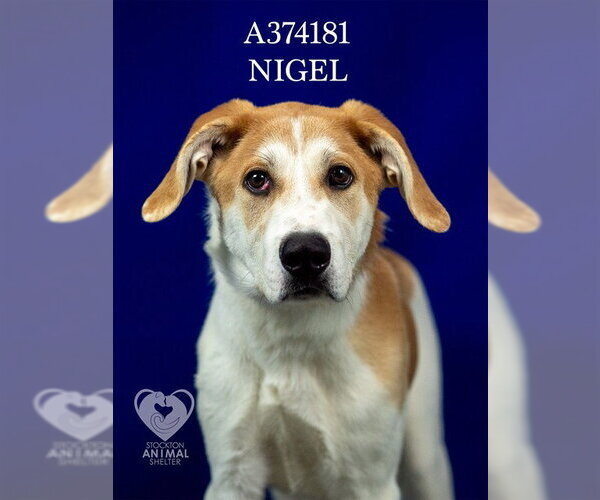 Medium Photo #2 American Foxhound-Unknown Mix Puppy For Sale in Stockton, CA, USA
