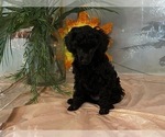 Small Photo #9 Poodle (Toy) Puppy For Sale in WINSTON SALEM, NC, USA