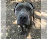 Small #1 American Pit Bull Terrier