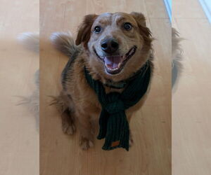 Mutt Dogs for adoption in San Bernardino , CA, USA