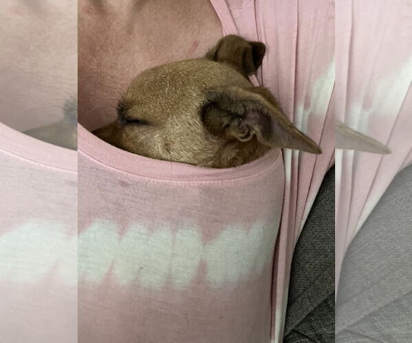 Medium Photo #4 Chihuahua-Unknown Mix Puppy For Sale in Holly Springs, NC, USA