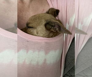 Butler - Male Chihuahua-Unknown Mix Dog for Adoption - Photo #4