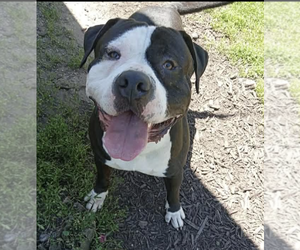 Mutt Dogs for adoption in Kankakee, IL, USA