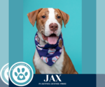 Small #3 American Pit Bull Terrier-Labrador Retriever Mix
