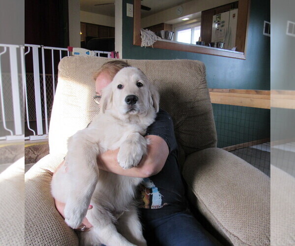 Medium Photo #99 English Cream Golden Retriever Puppy For Sale in NORTHWOOD, OH, USA