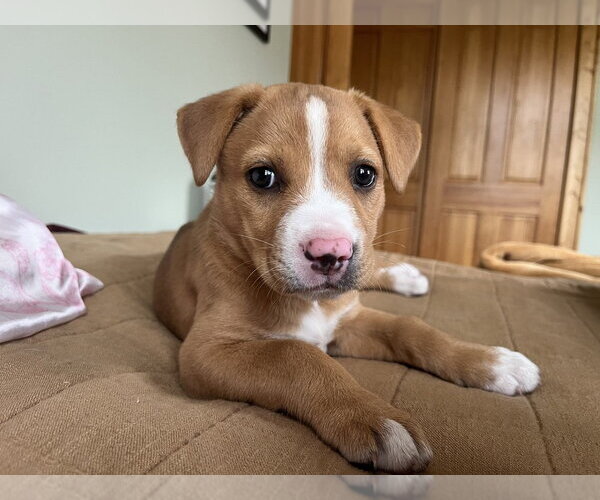 Medium Photo #1 Mutt Puppy For Sale in Bemidji, MN, USA