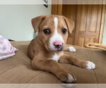Small Mutt