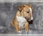 Small Photo #9 Bull Terrier Puppy For Sale in BUCKLIN, KS, USA
