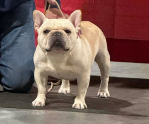 Father of the French Bulldog puppies born on 05/15/2026