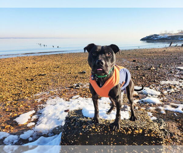 Medium Photo #8 American Staffordshire Terrier Puppy For Sale in Sayreville, NJ, NJ, USA