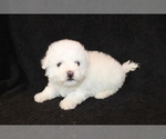 Small Photo #9 Bichon Frise Puppy For Sale in BLOOMINGTON, IN, USA