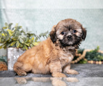 Small #2 Shih Tzu