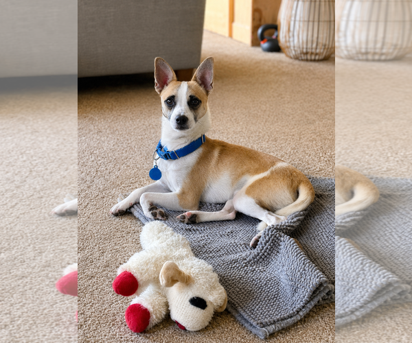 Medium Photo #2 Chihuahua Puppy For Sale in Polson, MT, USA