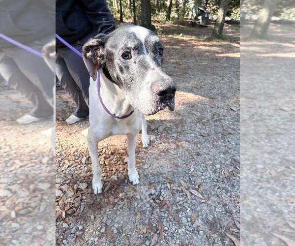 Medium Photo #1 Great Dane Puppy For Sale in New York, NY, USA