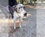 Remi (GA) - Female Great Dane Dog for Adoption - Small photo